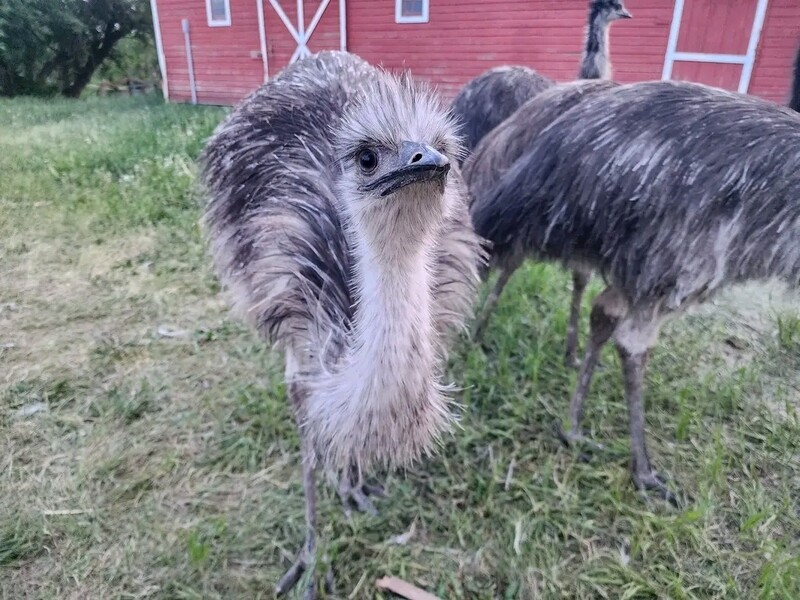 Emus eggs &amp; Chicks