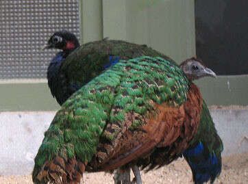 African or Congo peacock