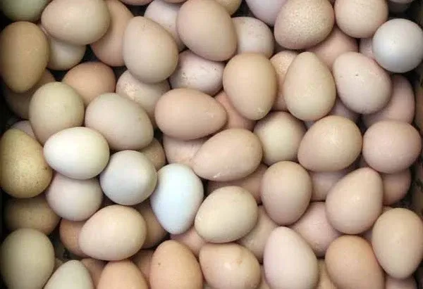 Fertile Guinea eggs