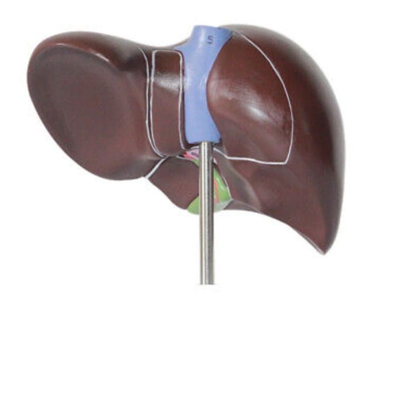 Normal Human Liver Anatomy
