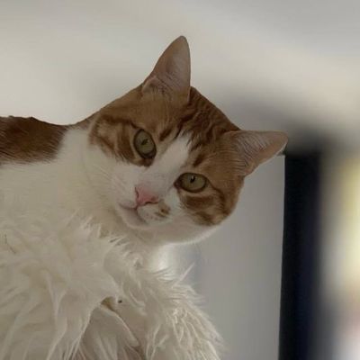Gatto Divers / Diverse katten
