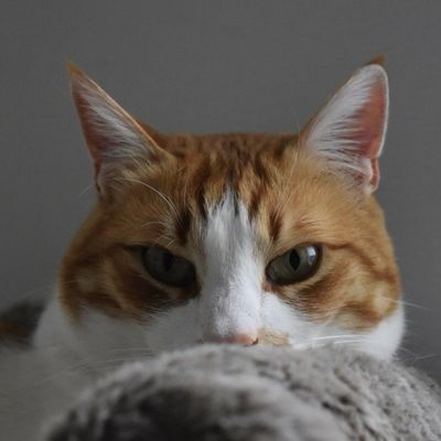 Gatto Home / Decoratie voor je huis