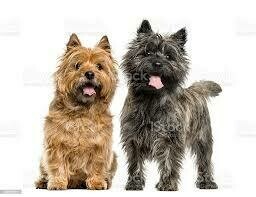 Chiens moins de 10 kilos acceptés