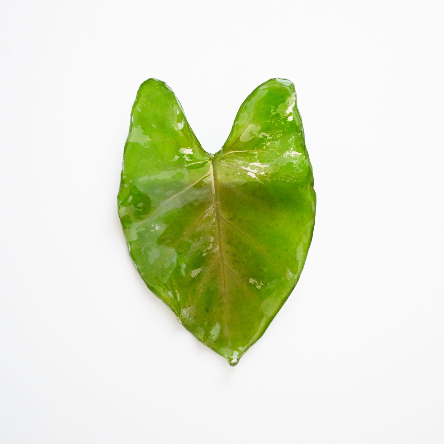 Alocasia leaf hair clip