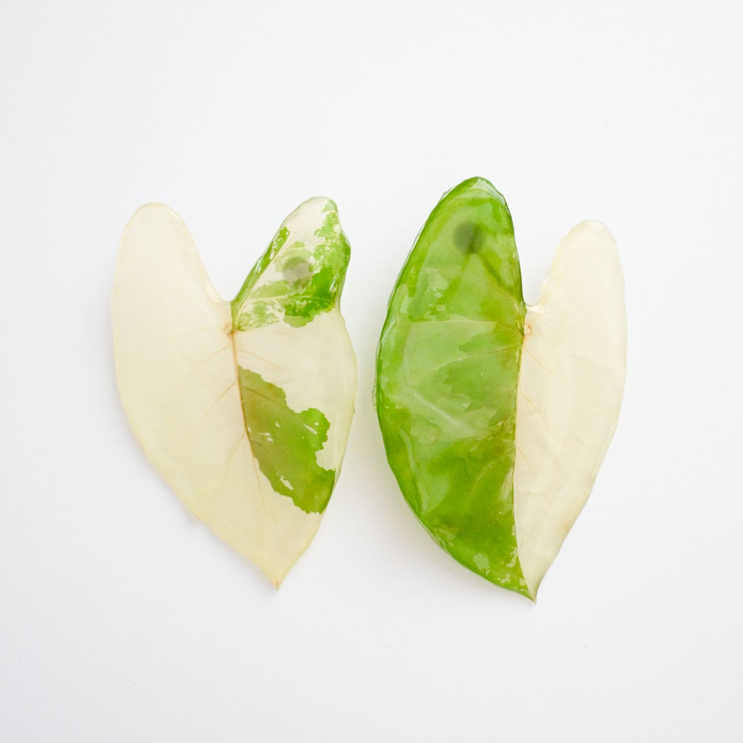 Alocasia leaf earrings