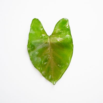 Alocasia leaf hair clip