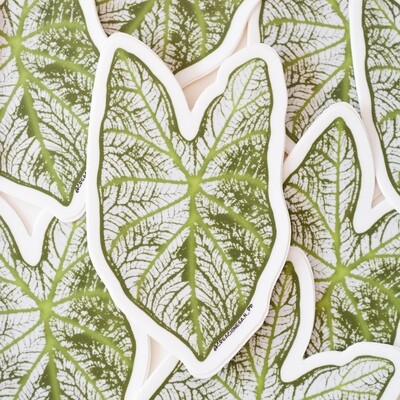 Caladium leaf sticker