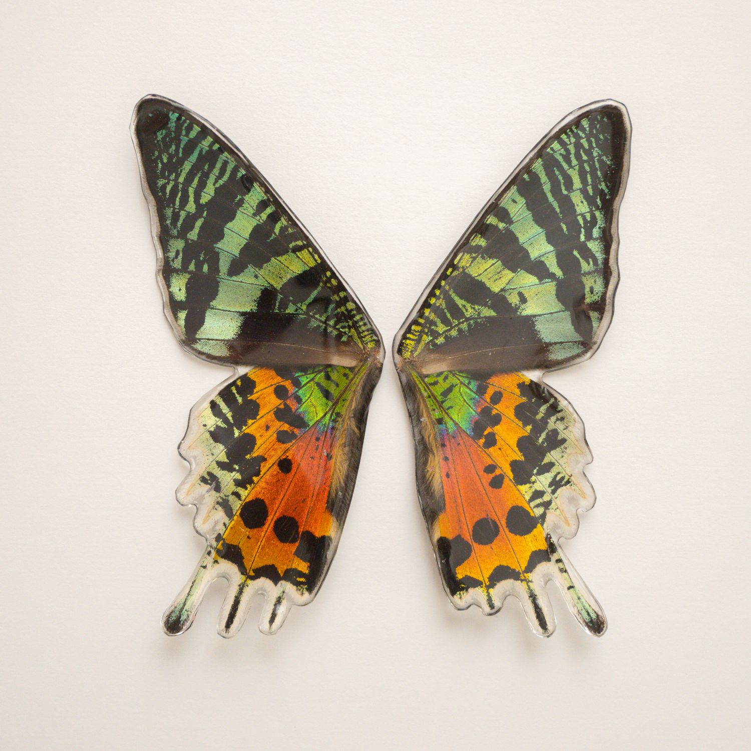 Madagascar butterfly earrings
