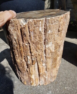 Large Petrified/Fossilised Wood