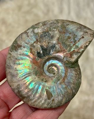 Large Iridescent Ammonite Cleoniceras