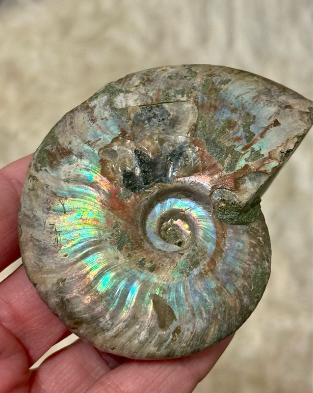 Large Iridescent Ammonite Cleoniceras