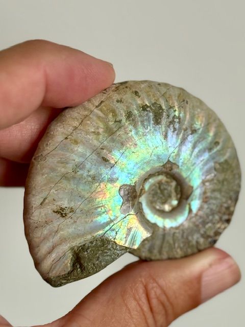 Iridescent Ammonite Cleoniceras