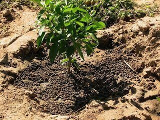 Goat/Sheep Manure - 5Kg