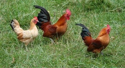 Country Chicken