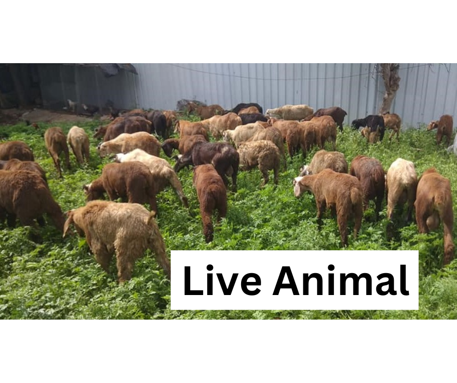 Bakrid  Qurbani - Live Sheep