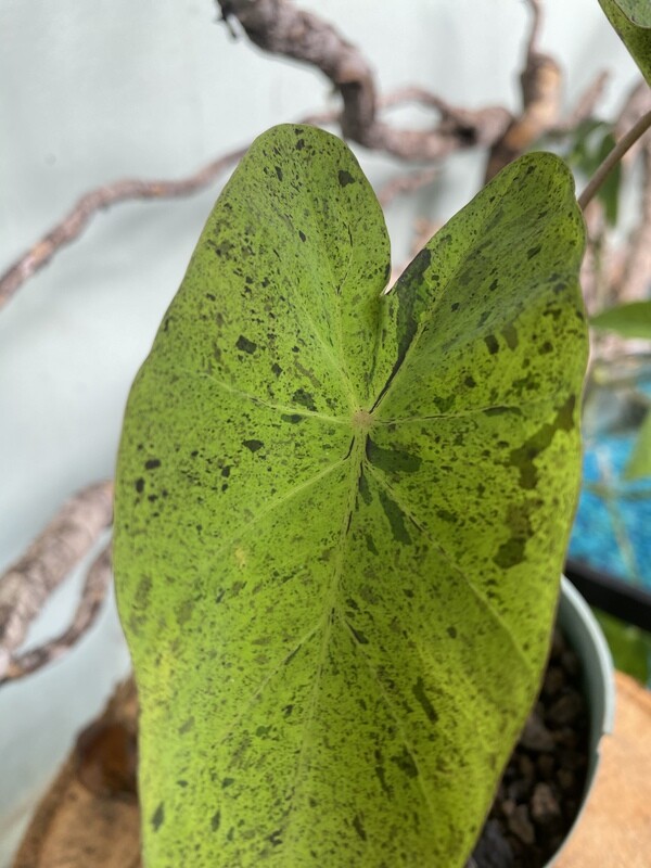 Colocasia mojito