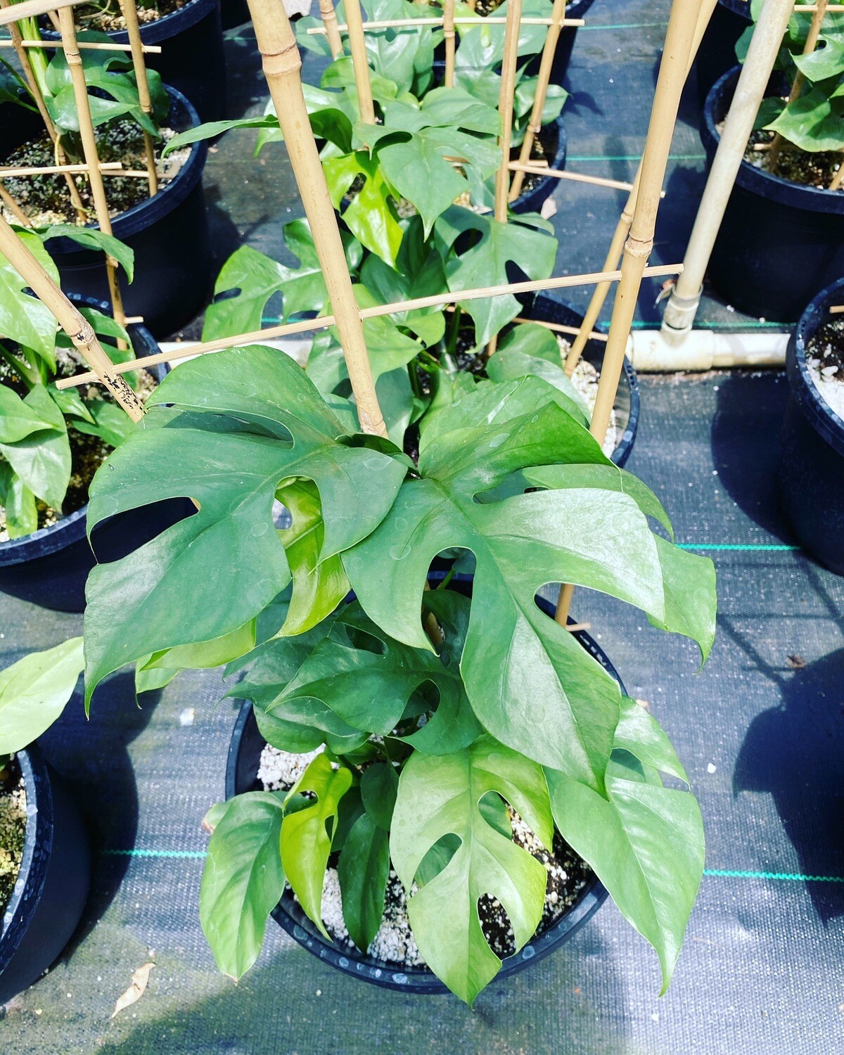 Mini Monstera Ginny