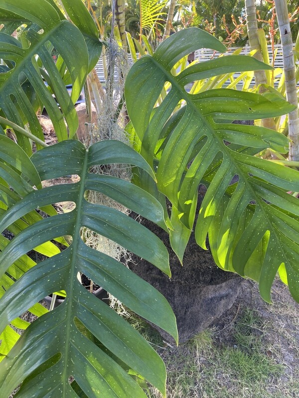 Cutting epipremnum pinnatum