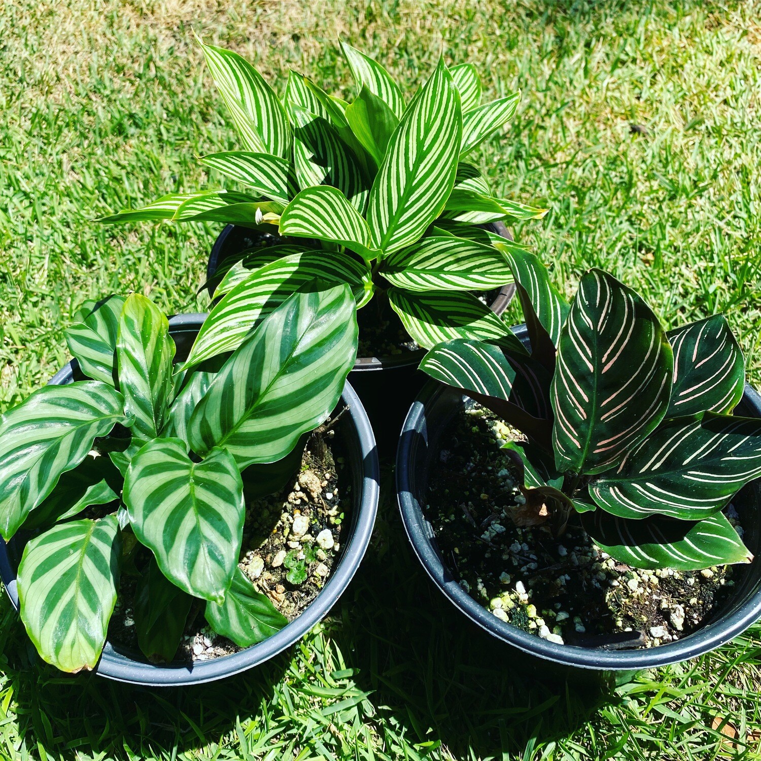Calathea Freddie, Vittata, Ornata.