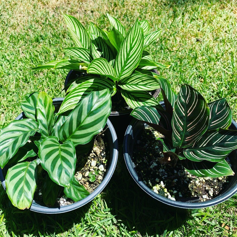 Calathea Freddie, Vittata, Ornata.