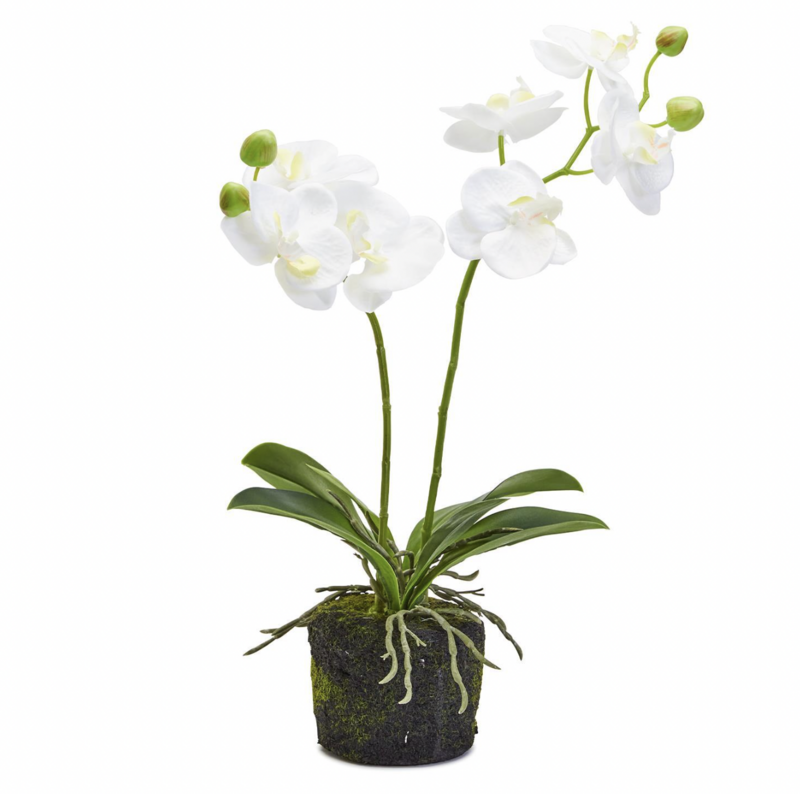 Butterfly Orchid Drop In