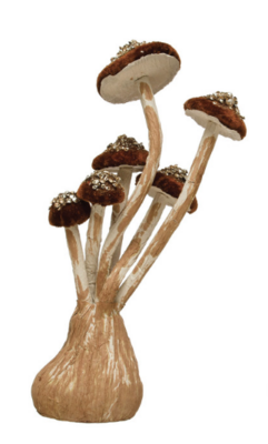 Velvet Mushroom Multi