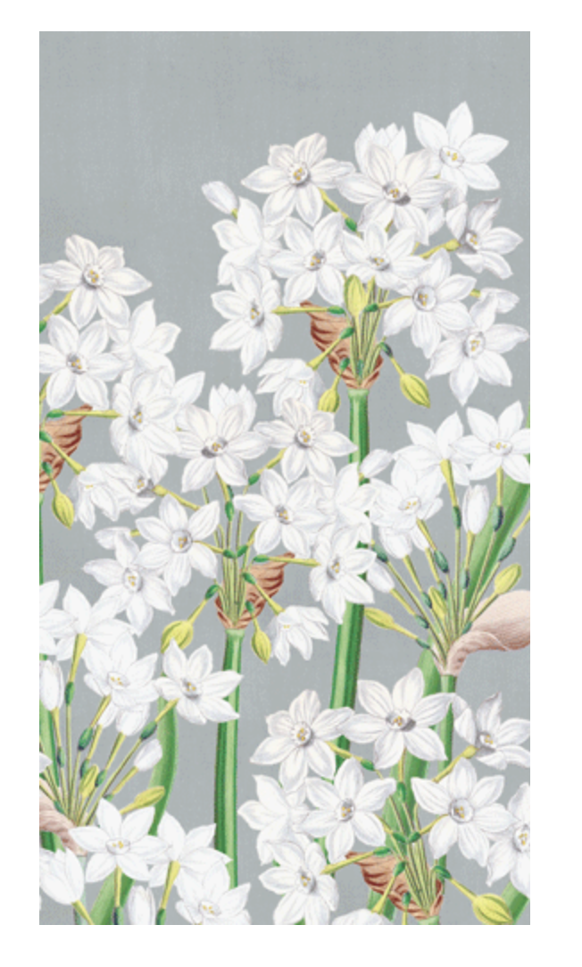 Paperwhites Guest Towels