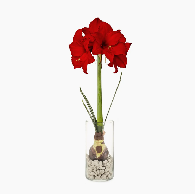 Amaryllis Bulb Kit