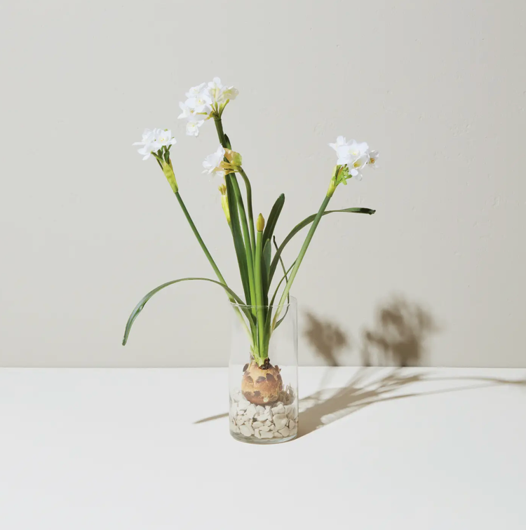 Paperwhite Bulbs Kit