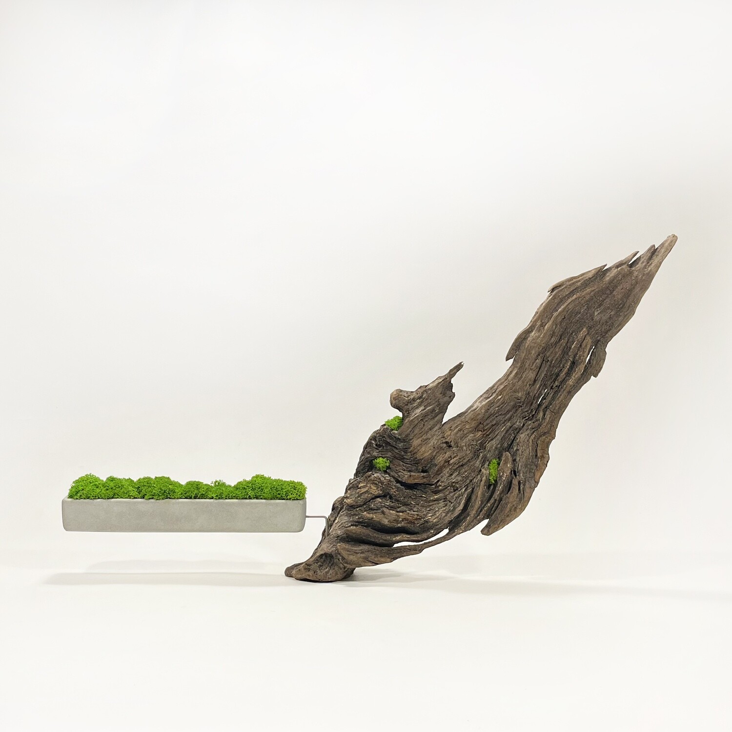 Disequilibrio in Equilibrio scultura con Muschio stabilizzato
