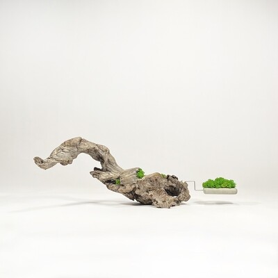 Disequilibrio in Equilibrio scultura con Lichene stabilizzato