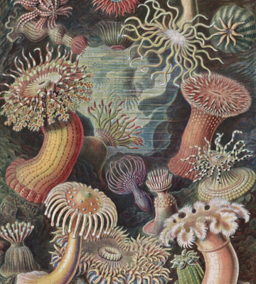 Haeckel, Sea Anemones 500 Piece Puzzle