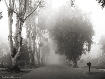 Jim Curnyn, Old Fig Garden Fog, Fresno (Framed) 18x22