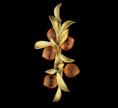 Orange Blossom Leaf Brooch
