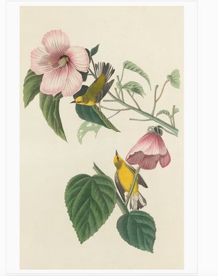 John James Audubon, Songbirds,  Boxed Notecard Assortment