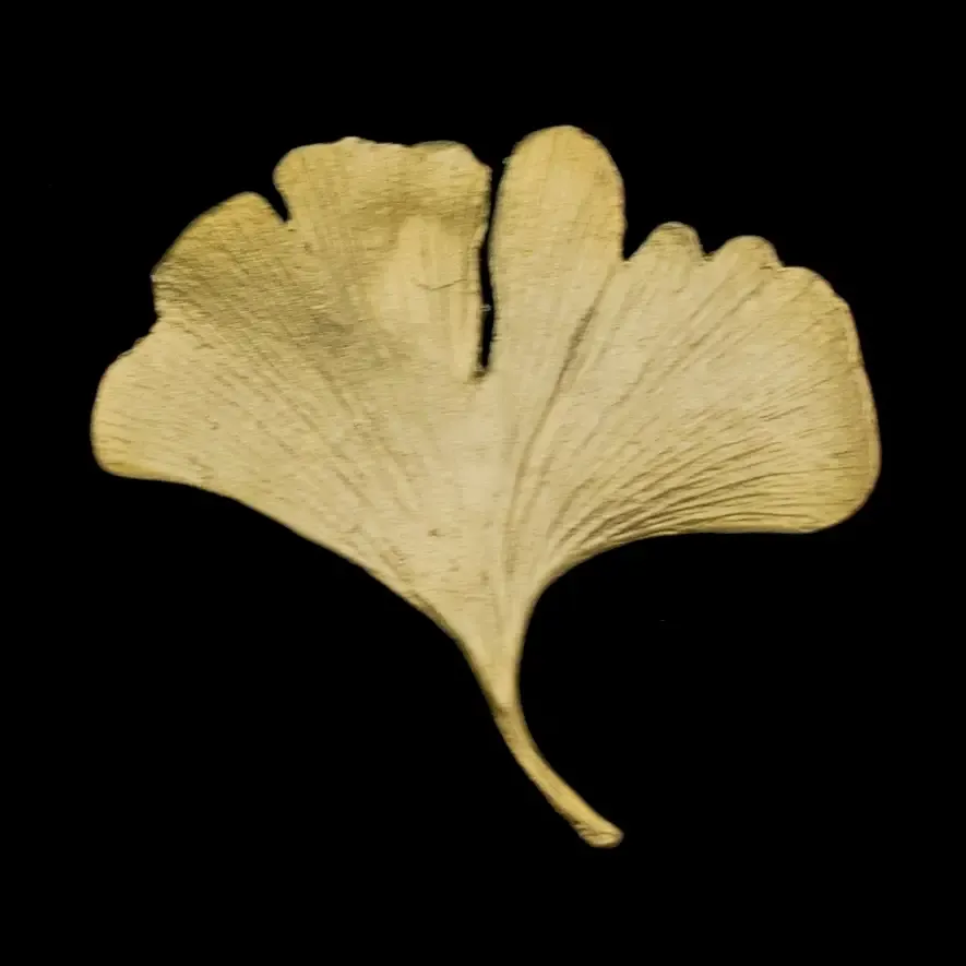 Ginkgo Brooch (Cast Bronze)