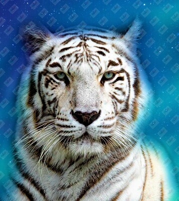 Electric Blue Tiger Face