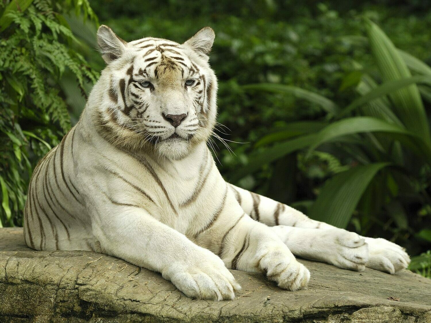 White Tiger on a Rock