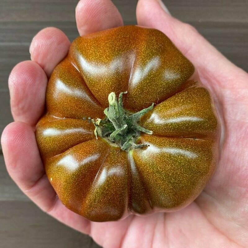Dwarf Chocolate Champion