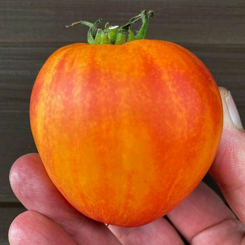 Orange Russian
