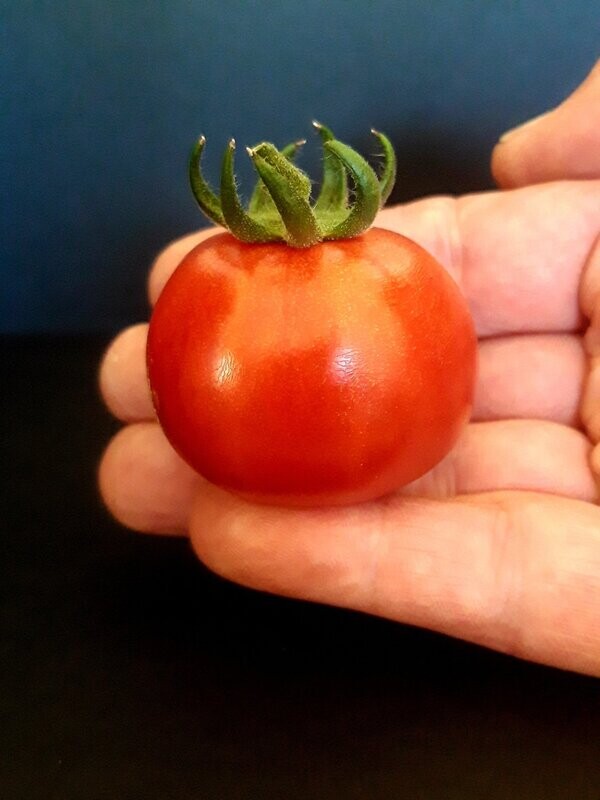 Cherry Brandywine