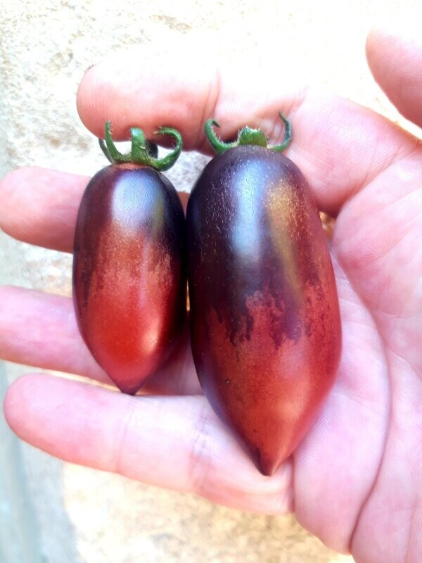 Mocha's Cherry Plum