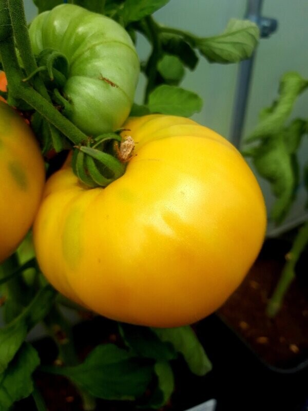 Casey's Pure Yellow