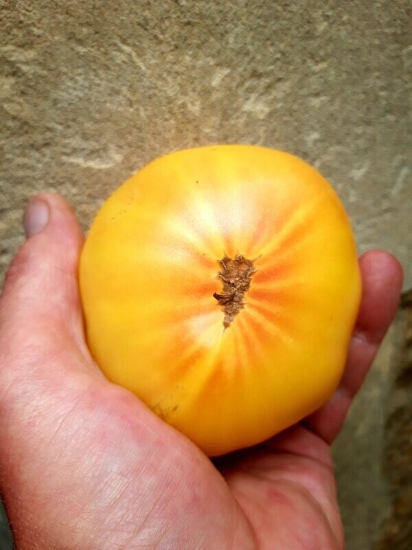 Lillian's Yellow Heirloom