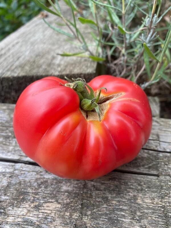 Chilli Chicks Wonder