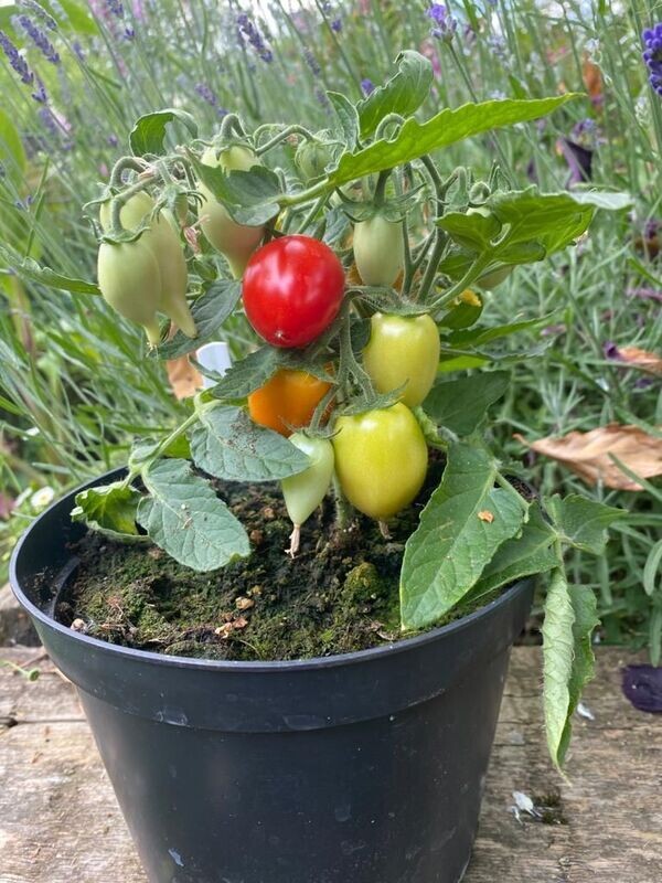 FUNNY PLUM Micro Dwarf