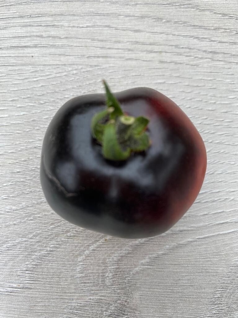 15 BLUE ROOM / BLAUE ZIMMER MICRO DWARF TOMATO SEEDS - NON-GMO - 2025 Harvest