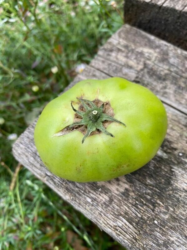 SARA'S OLALLA EMERALD
