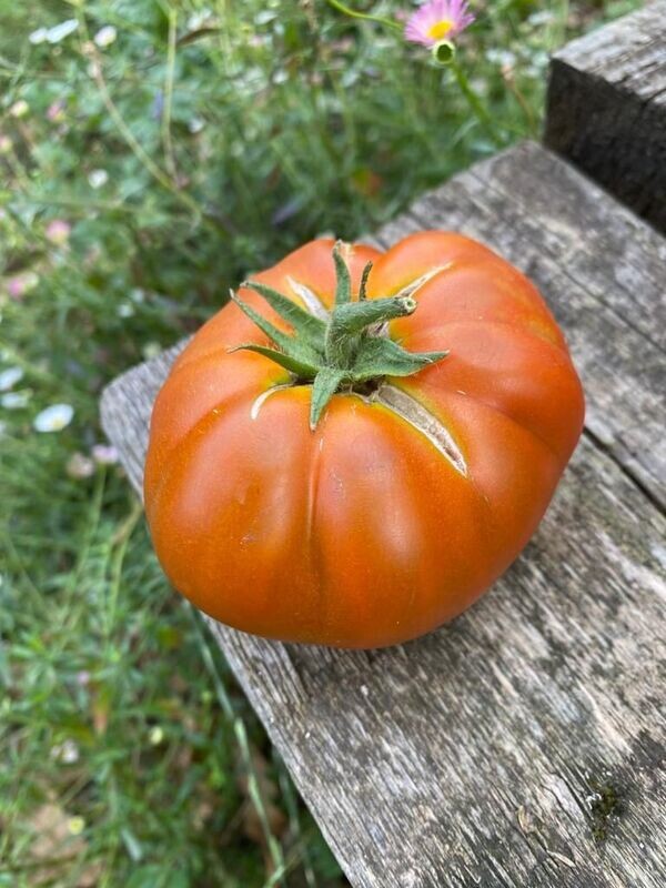 THORBURNS TERRA-COTTA