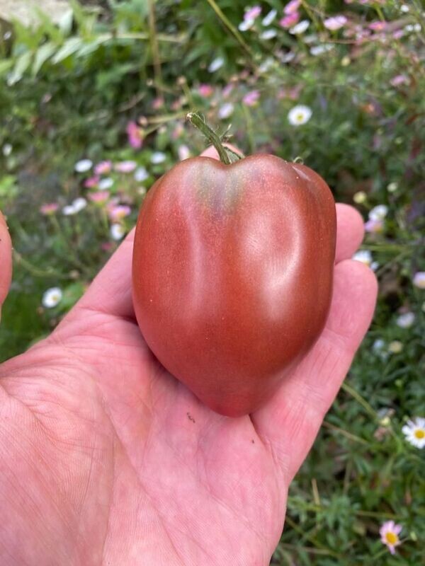 DWARF PURPLE HEART